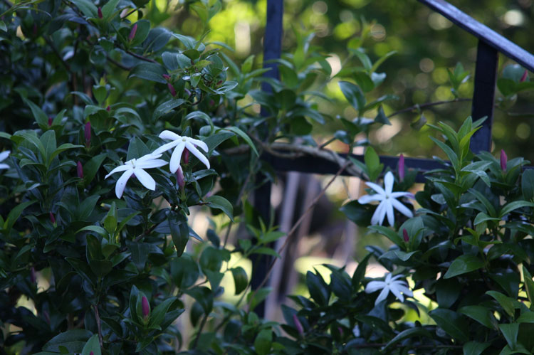 jasminum-mutipartitum