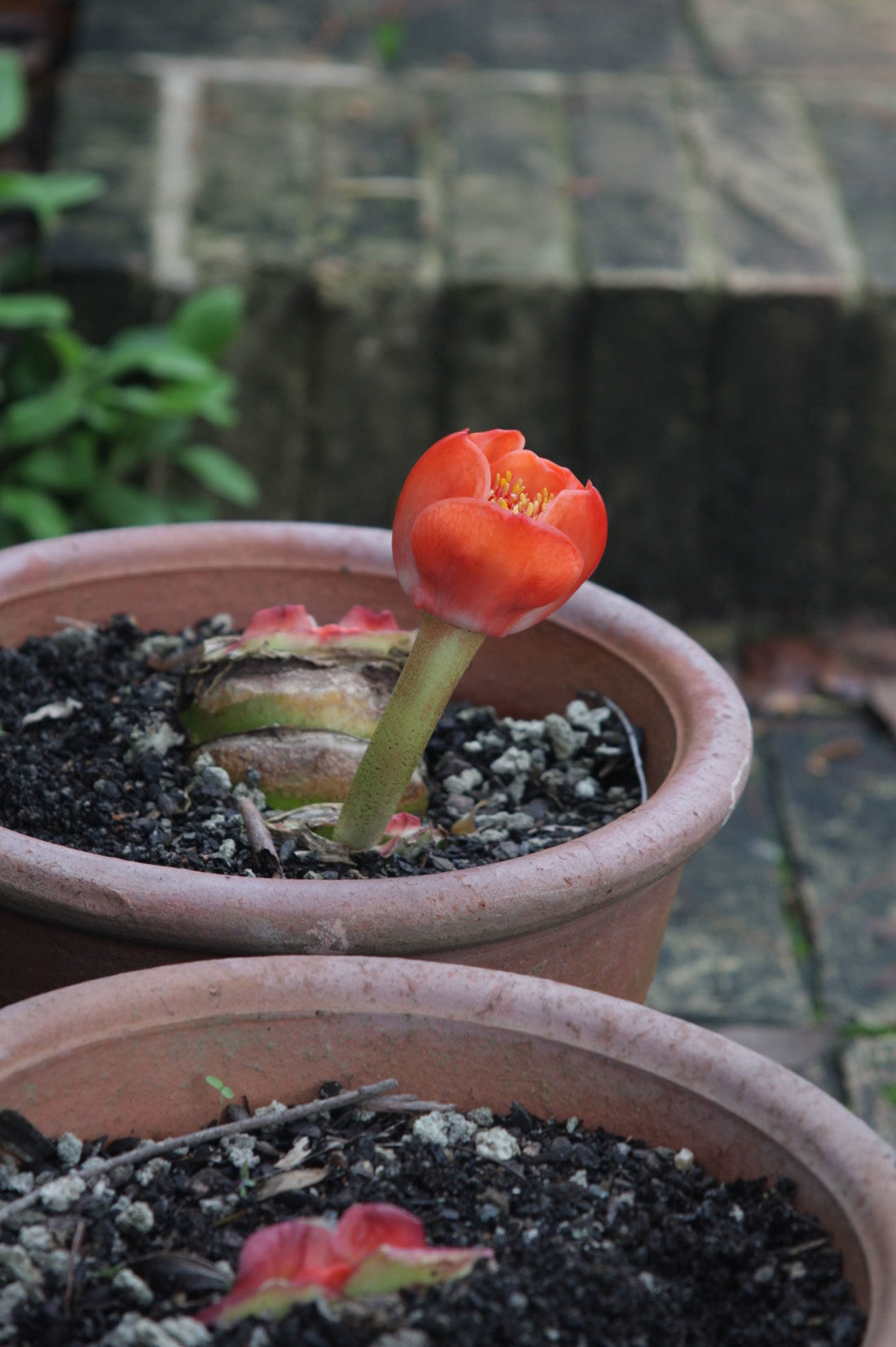 Sydney Garden Designer Michael Cooke - Michael Cooke Garden Design